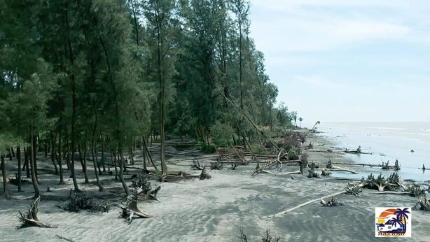 A beach with trees and fallen branches, a sandy shore, and the ocean in the background. - The Marwah Kuakata (Kalapara)