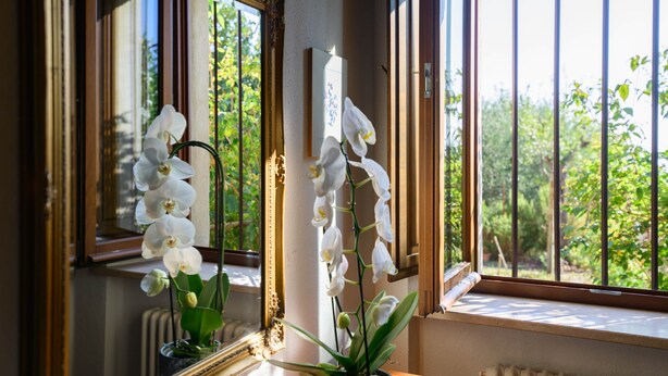 A room with a large window, a mirror, and white orchids.