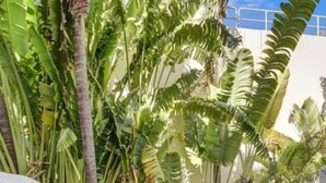 An outdoor dining area with a table and benches, surrounded by lush tropical plants and palm trees. - Pool & Jacuzzi! Walk to beach, South Point Pier, (Miami Beach)