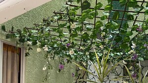 A cozy outdoor seating area with a sofa, potted plants, and a trellis with climbing plants.