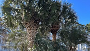 A palm tree in a landscaped area with a building in the background. - Bright 2 BR, Fully Equipt, 3rd Floor Cozy Condo in Myrtle Beach (Myrtle Beach)
