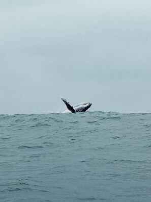 A whale breaching the ocean surface. - Hermosa vista al Mar y a la Montaña I Cabañas Cochapunko (Salango)