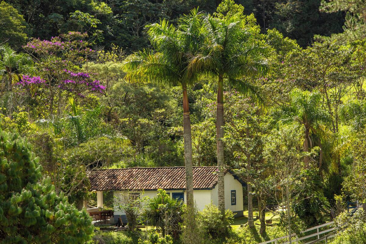 A rustic house surrounded by lush greenery and tall palm trees.