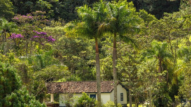A rustic house surrounded by lush greenery and tall palm trees. - FAZENDA CATUÇABA (São Luiz do Paraitinga)