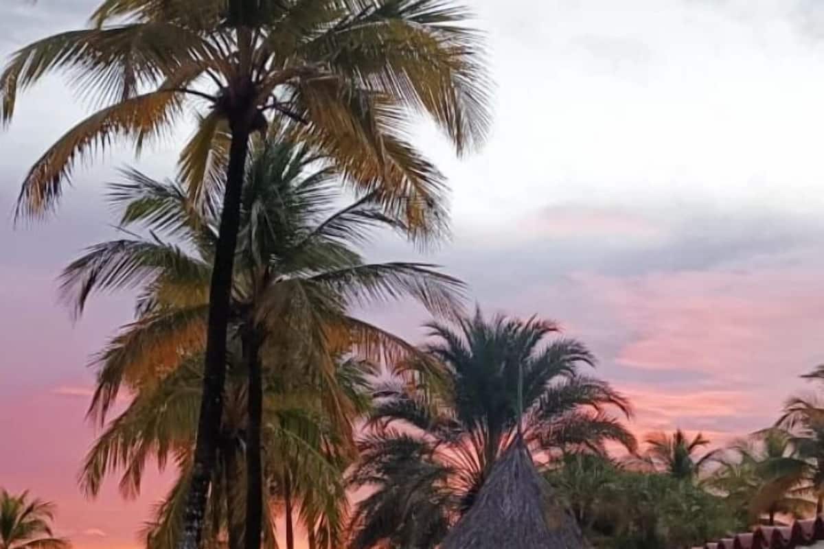 A resort with thatched-roof huts, palm trees, and a pathway leading to the buildings.