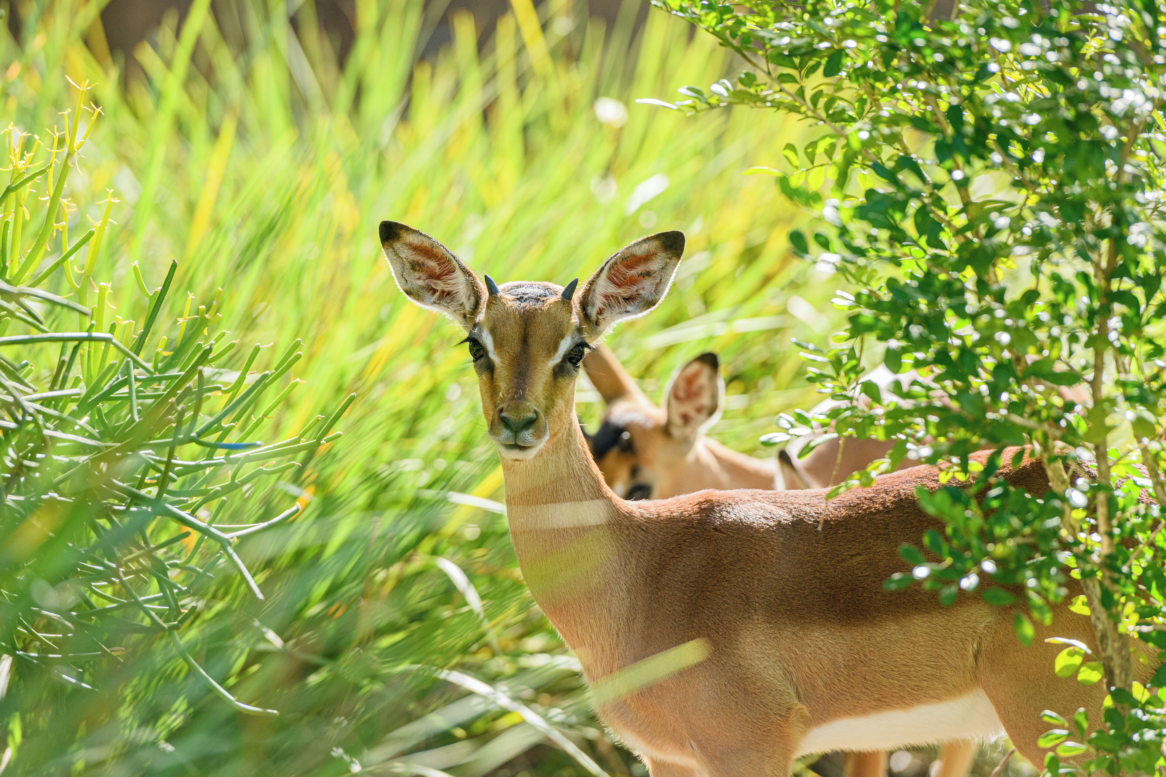 A kangaroo in a natural setting with dense green foliage.