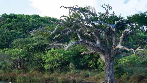 A large, gnarled tree by a calm body of water with dense greenery in the background. - Lowin Yala (Yala)