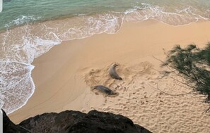 Une plage avec des vagues, deux tortues de mer sur le sable et un arbre.