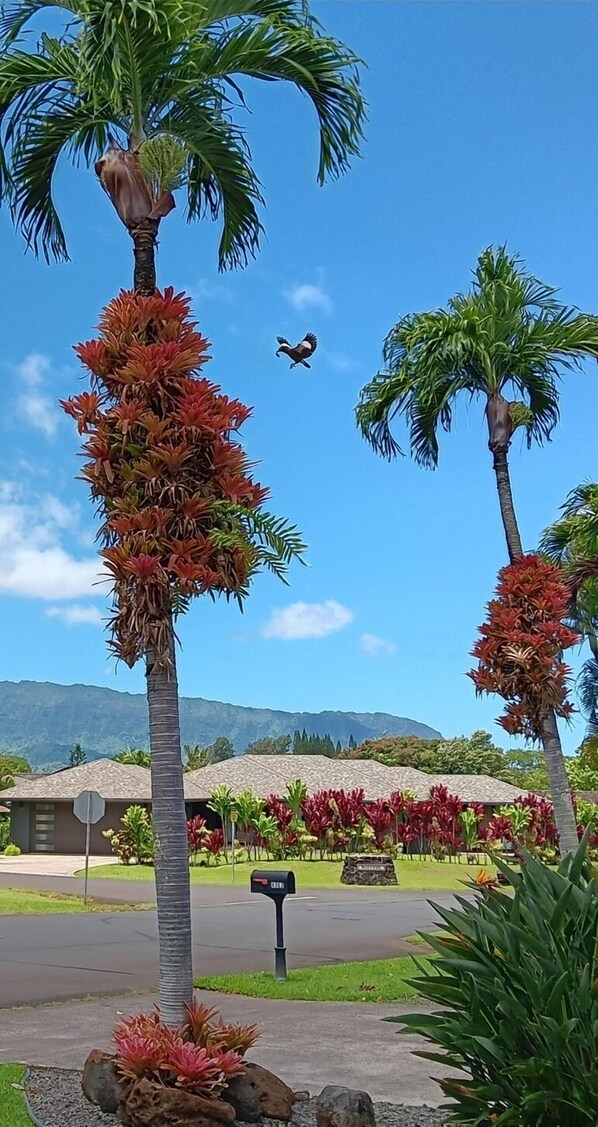 Un complexe hôtelier tropical, avec des palmiers, une boîte aux lettres et une chaîne de montagnes en arrière-plan.