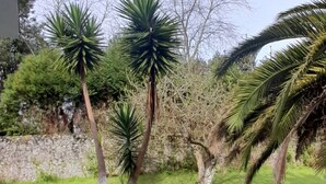 Un jardin avec des palmiers et un mur de pierre.