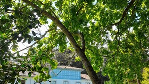 Un bâtiment traditionnel, doté d’un toit en tuiles, entouré d’une végétation luxuriante et d’arbres.