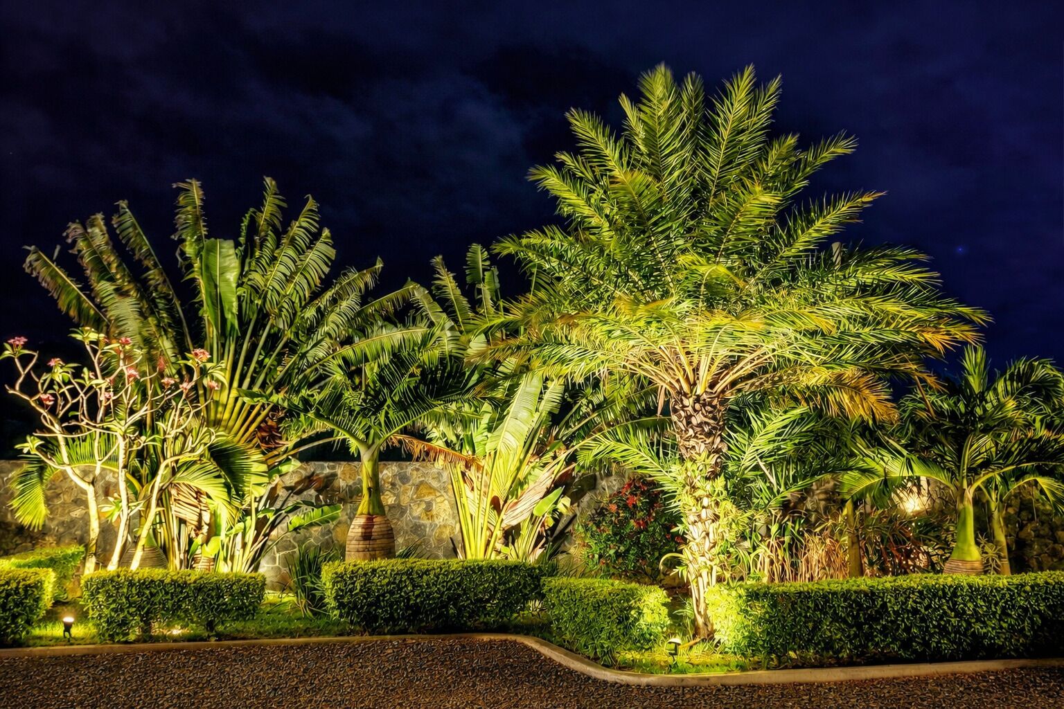 A nighttime view of a landscaped garden with various tropical plants and a stone wall in the background.