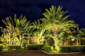 A nighttime view of a landscaped garden with various tropical plants and a stone wall in the background.