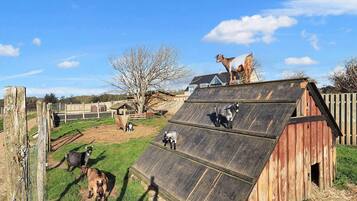 Une ferme avec une grange en bois, une rampe et plusieurs chèvres.