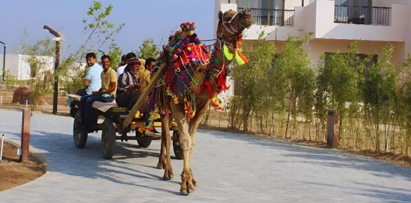 Safari - The Fern Sattva Resort Little Rann of Kutch, Series by Marriott (Dasada)