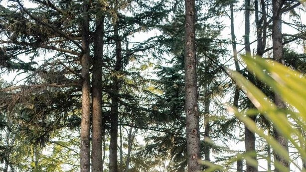 Un'area esterna tranquilla con un elemento d'acqua, circondata da alberi alti e strutture in pietra.