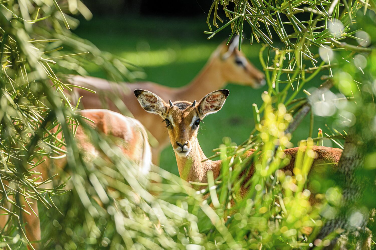 Un cervo in un ambiente naturale, tra fitte vegetazioni.