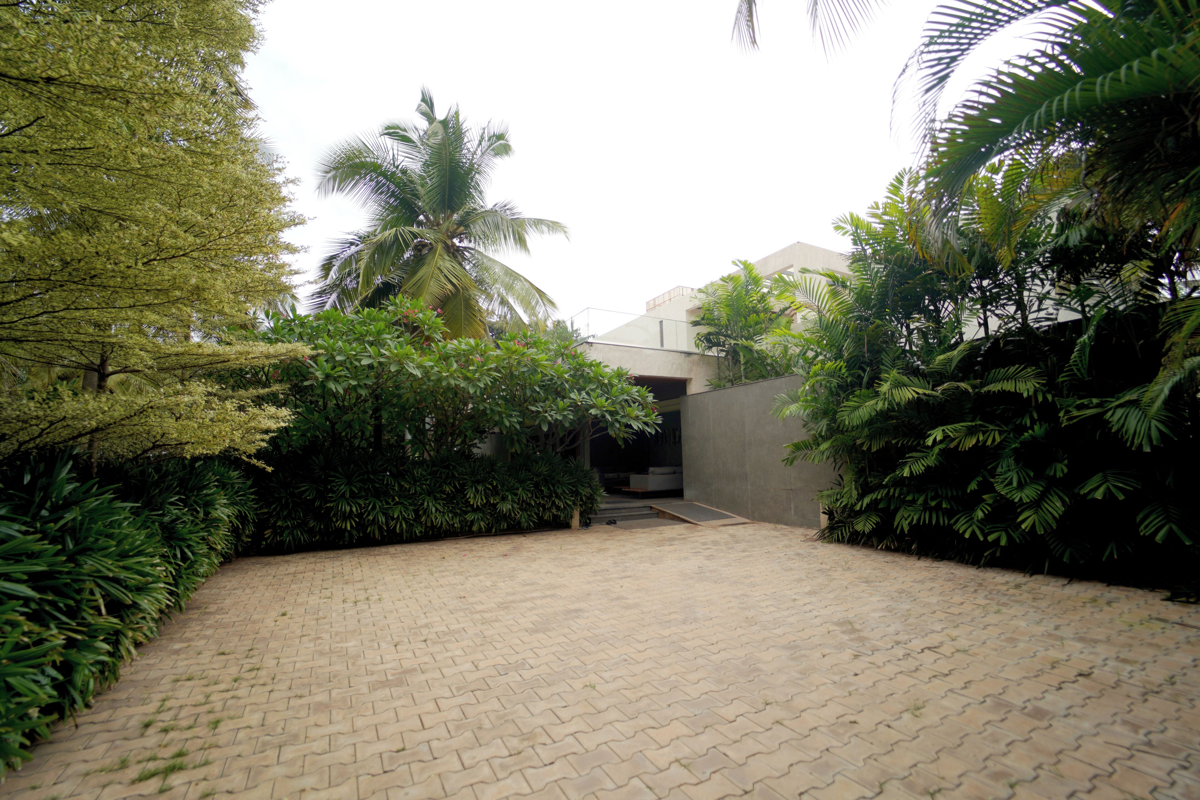 A paved courtyard with a palm tree and dense foliage.
