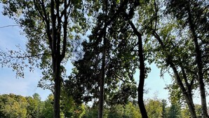 Un parque tranquilo junto al lago, con árboles maduros, un lago sereno y una vista distante de un pequeño edificio.