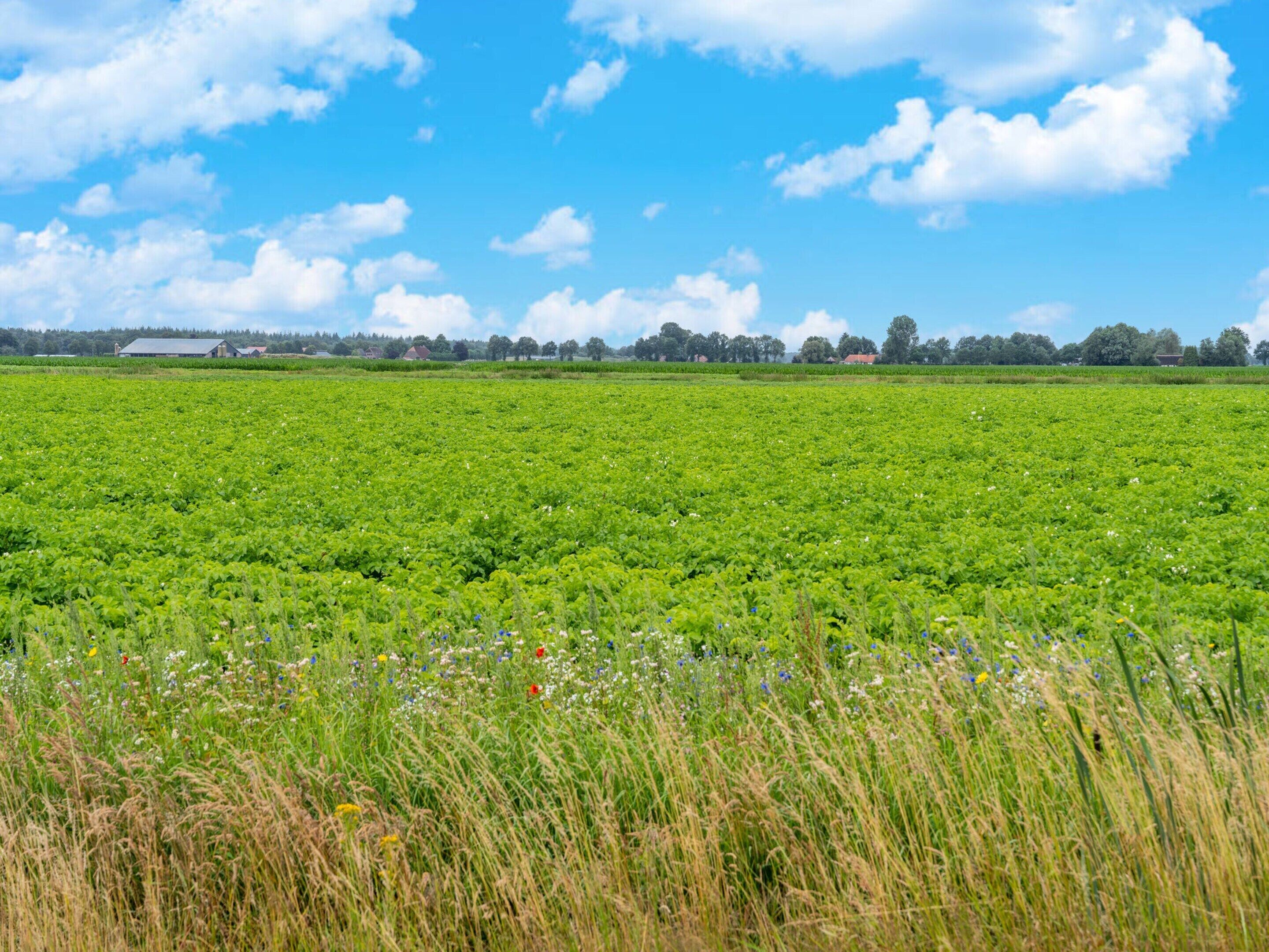 Een uitgestrekt groen veld met een helderblauwe lucht en enkele wolken.