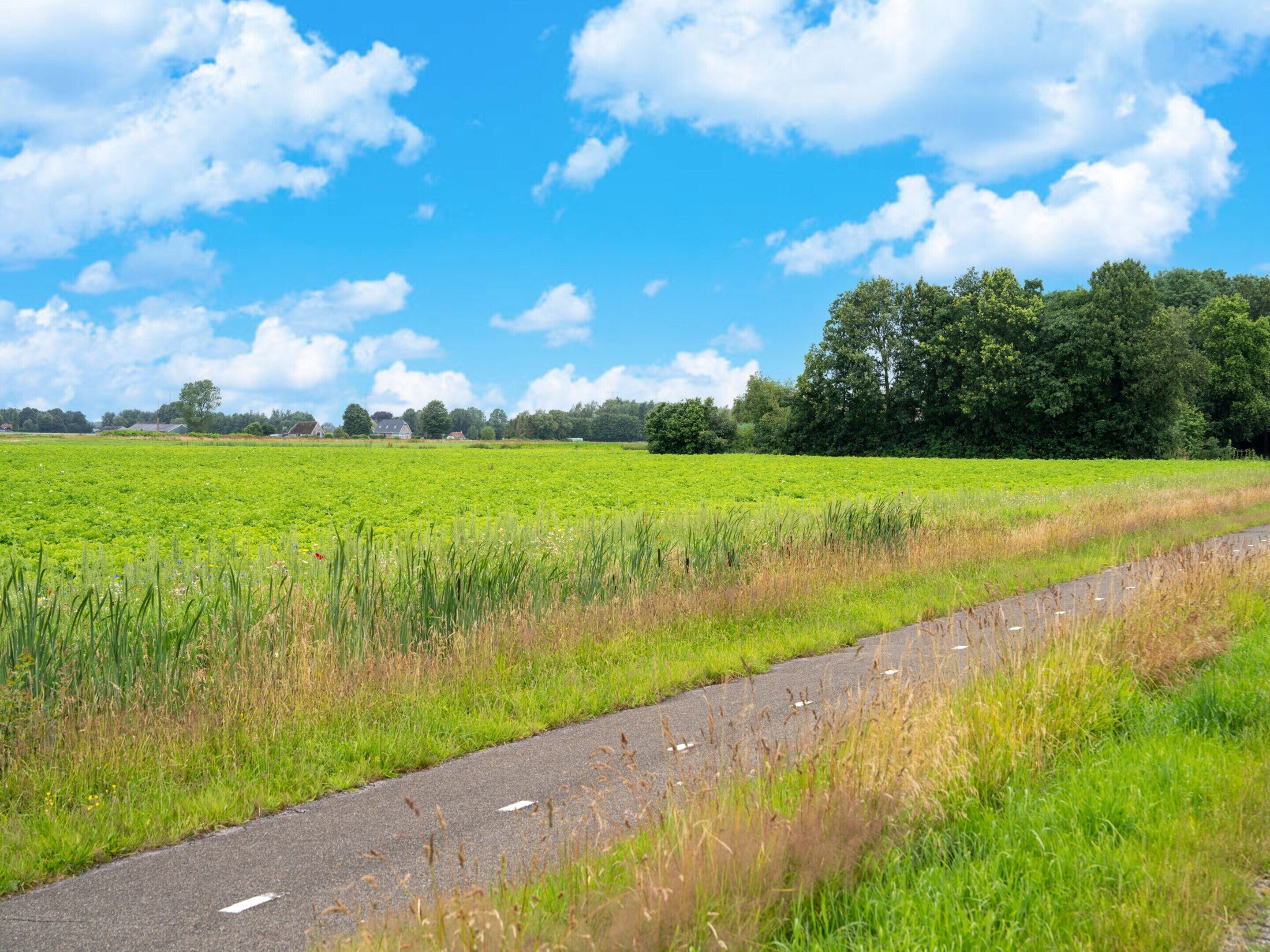A rural landscape with a paved path, green fields, and trees under a blue sky.