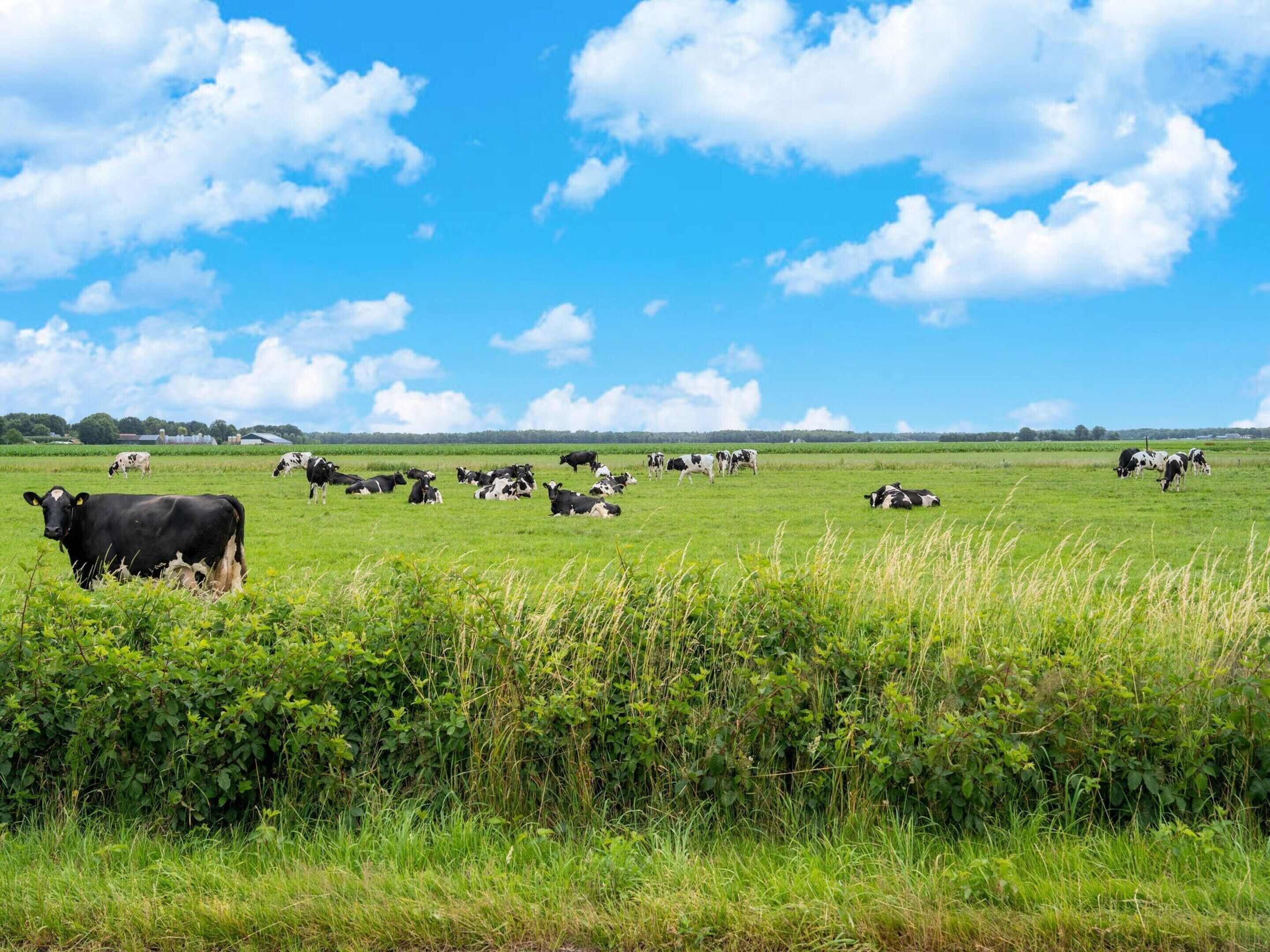 Un campo extenso con vacas pastando bajo un cielo azul despejado.