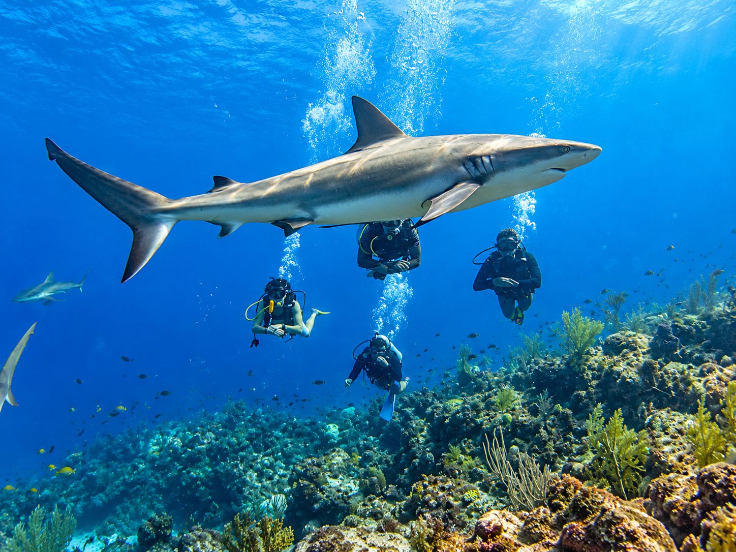 A large shark swimming above a group of scuba divers in clear blue water.