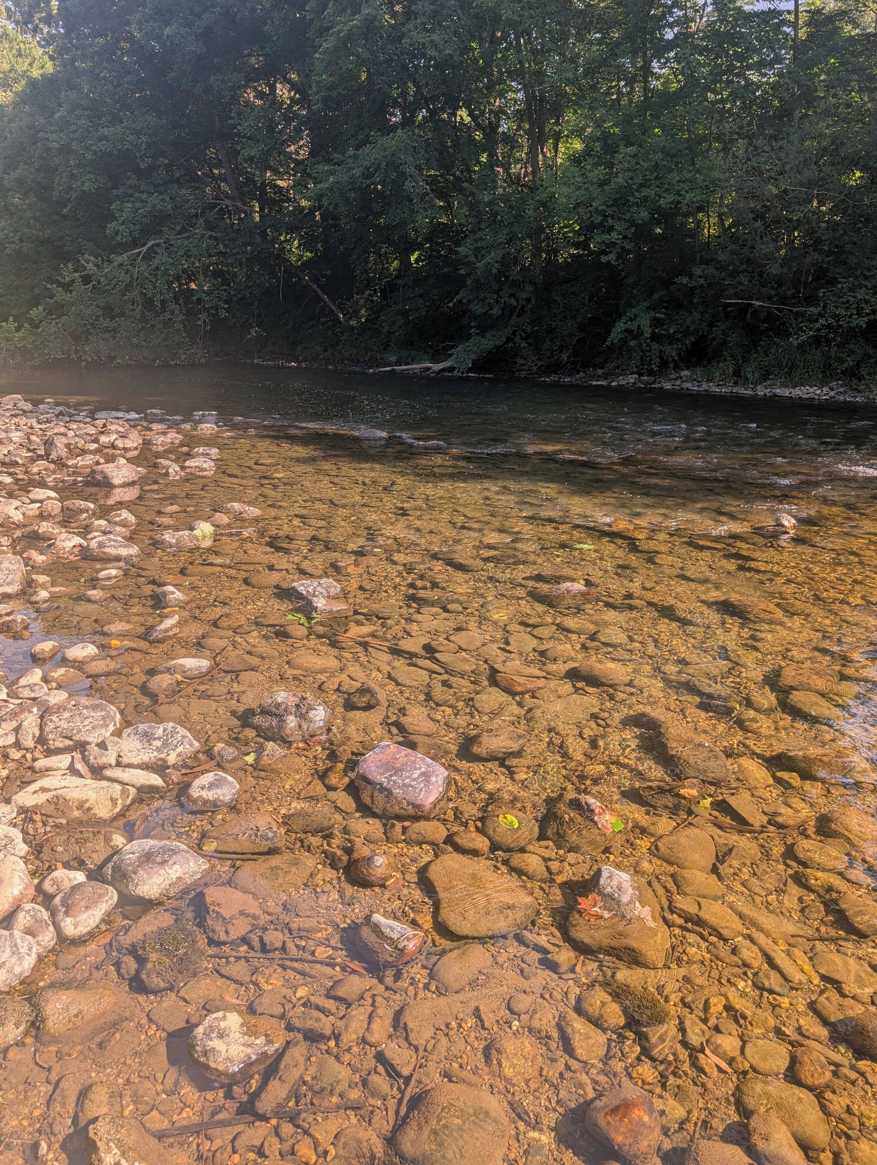 Orilla de río con agua cristalina, rocas y árboles al fondo.