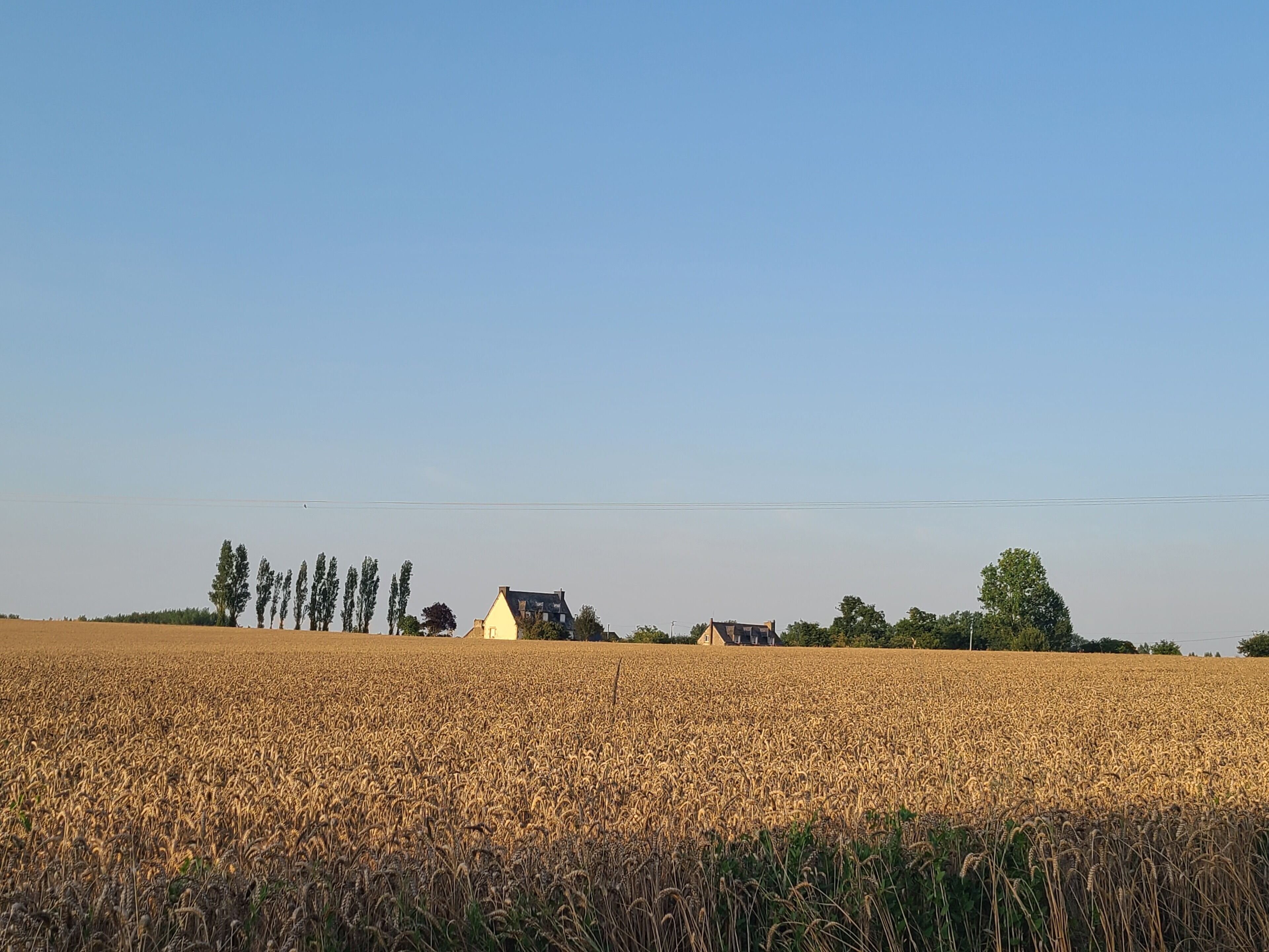 Ländliche Landschaft mit einem Feld voller Getreide, einigen Bäumen und einem kleinen Gebäude.