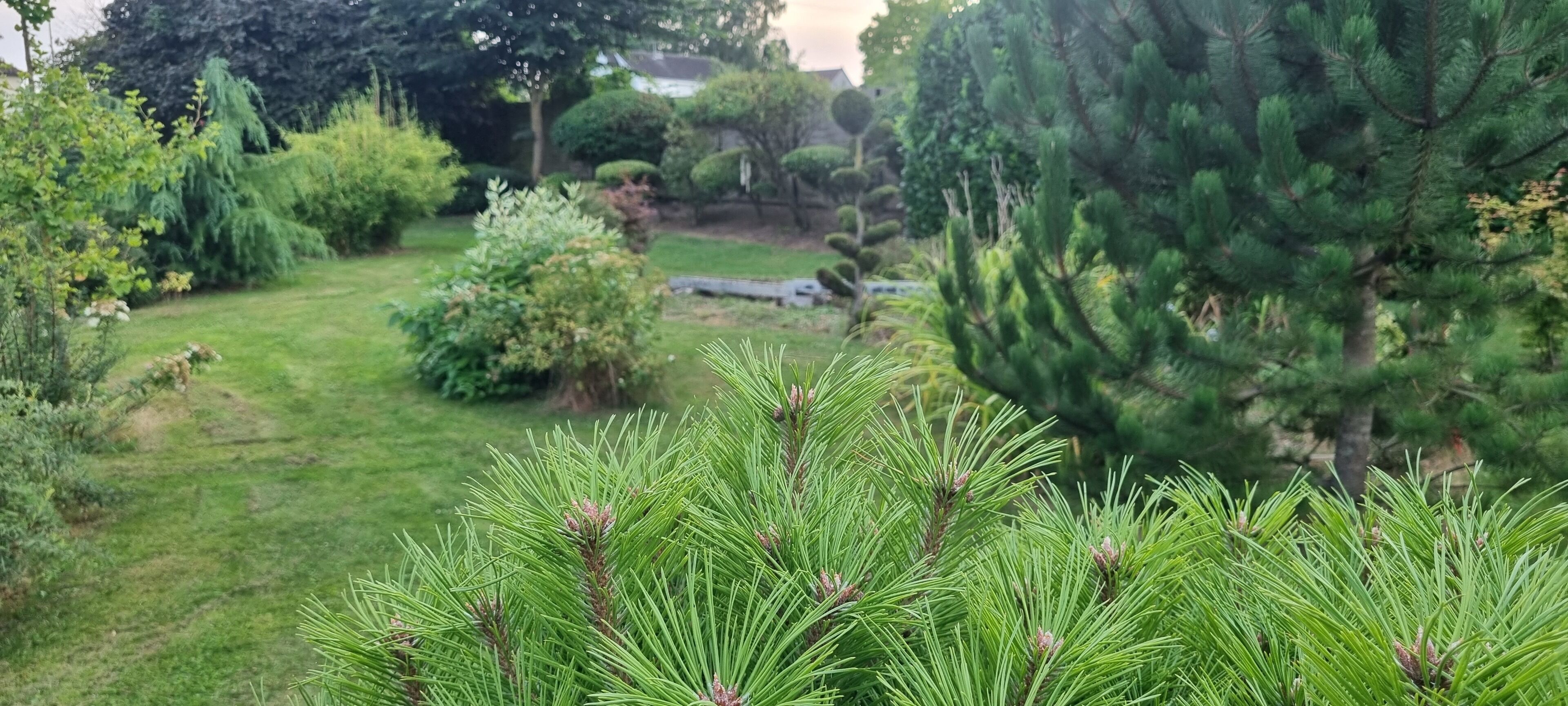 A garden with various trees and shrubs, a grassy area, and a stone pathway.