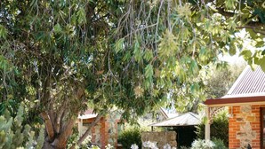 Un jardin avec un grand arbre, un abreuvoir à oiseaux en pierre et un bâtiment en briques surmonté d’un toit en tuiles.
