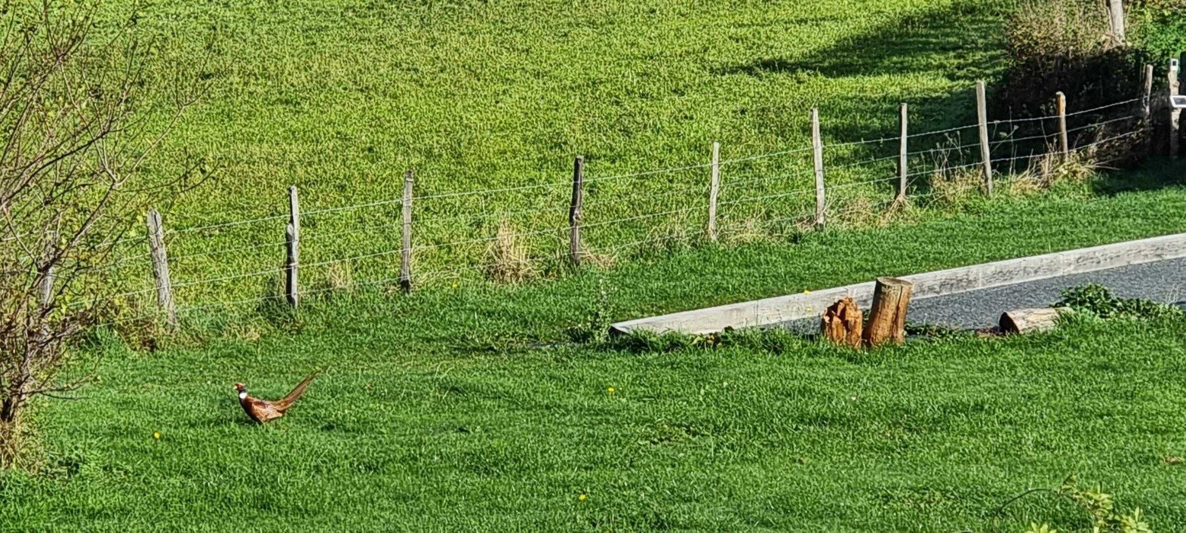 Un paysage rural avec une clôture, une route et un oiseau.