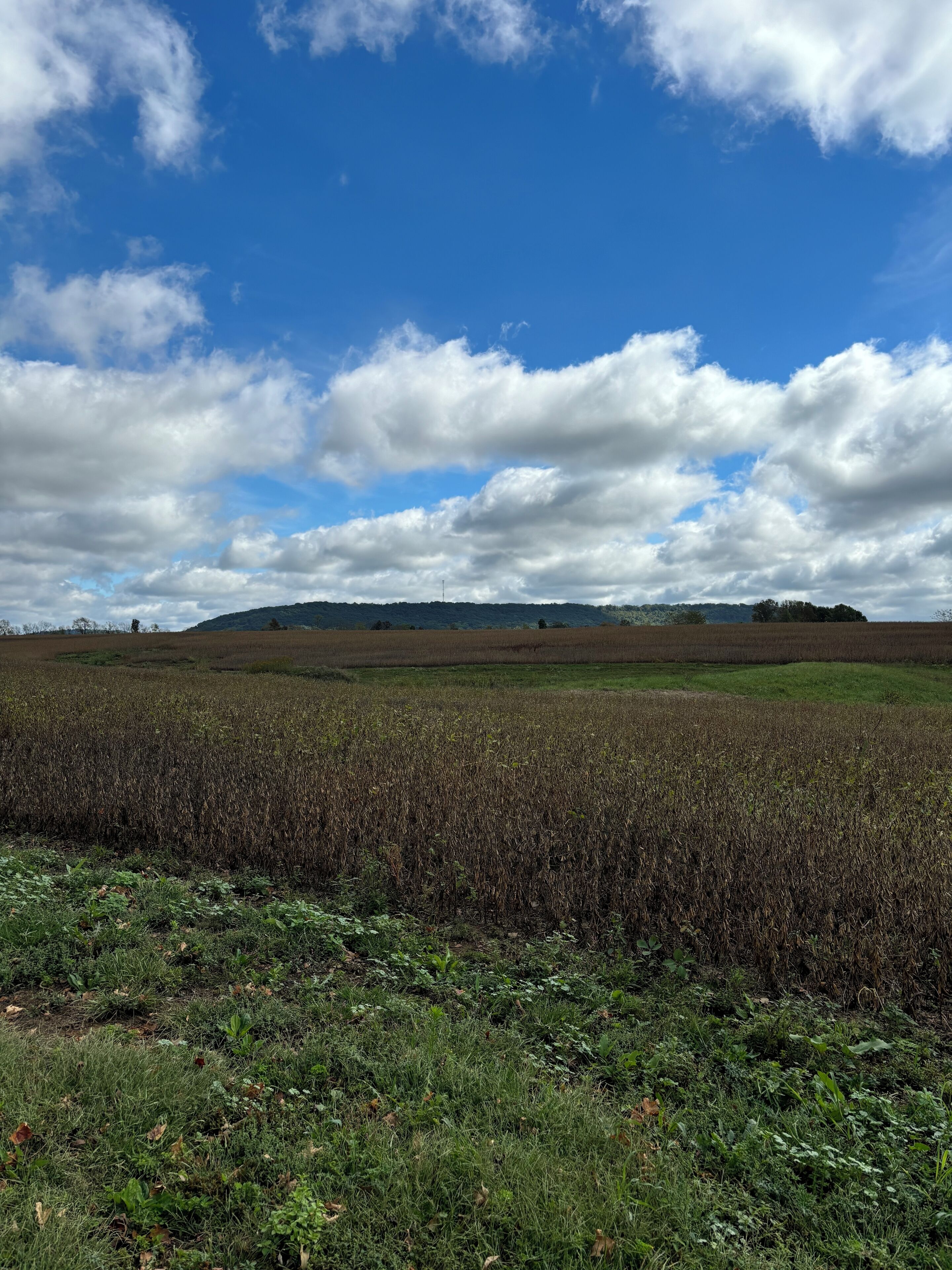 A field with a distant hill, under a partly cloudy sky.