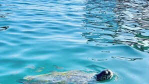 A sea turtle swimming in clear blue water with a few fish around.