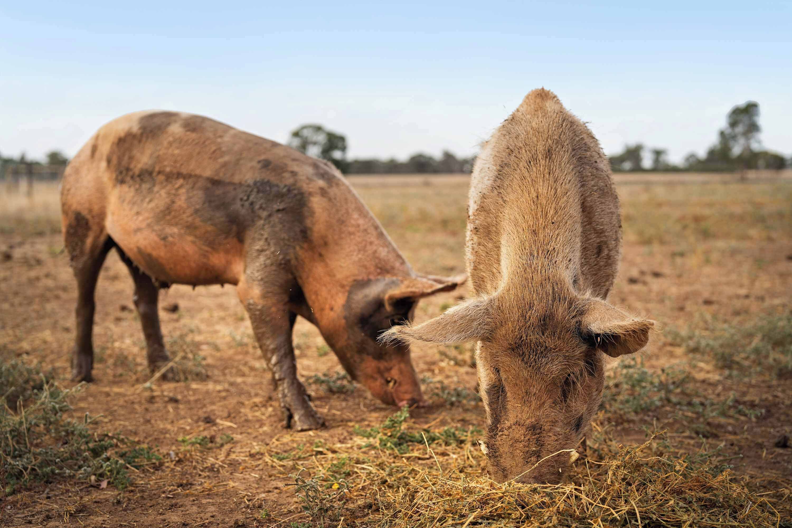 Two pigs grazing in a field.
