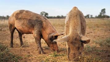 Two pigs grazing in a field.
