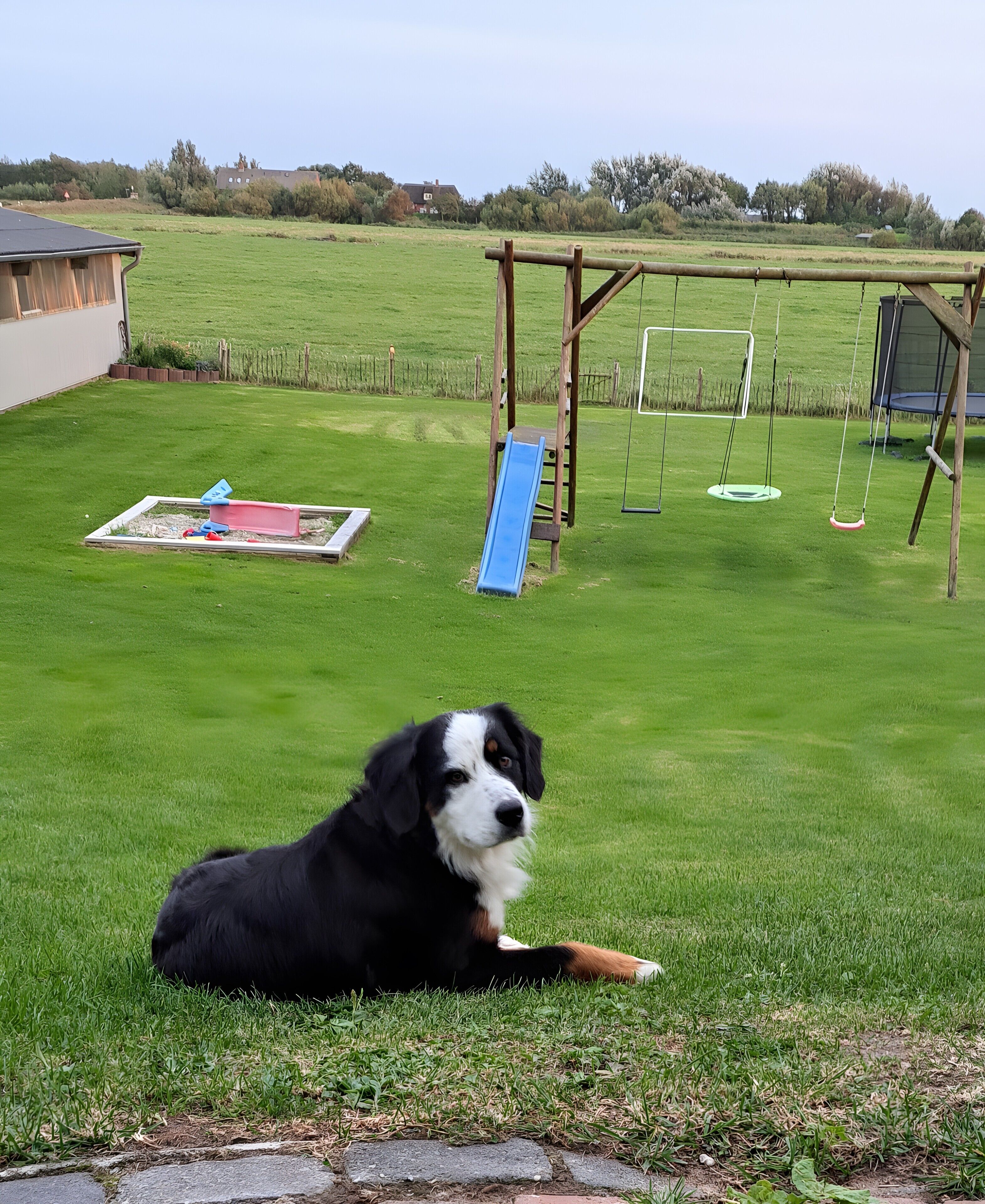 A dog lying on grass in a yard with a swing set and a slide.