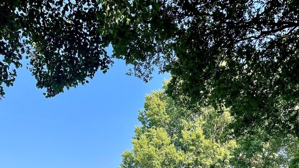 Ein Park am Seeufer mit Bäumen, blauem Himmel und Menschen am Wasser.