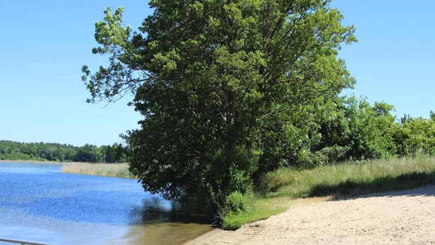 A sandy beach with a metal railing and a large tree. - Ferienhaus am Vilzsee, Mirow (Mirow)