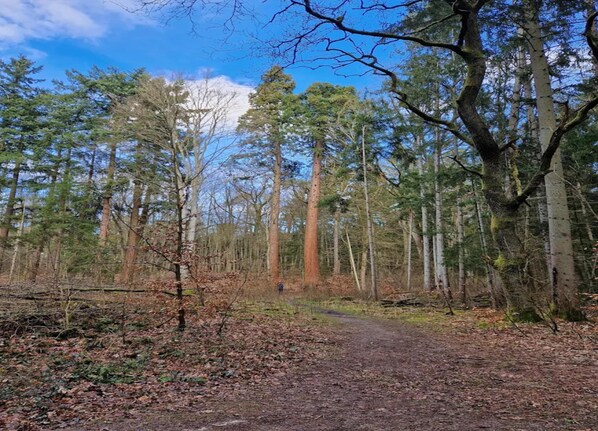 Une zone boisée avec un sentier de terre qui traverse de grands arbres.