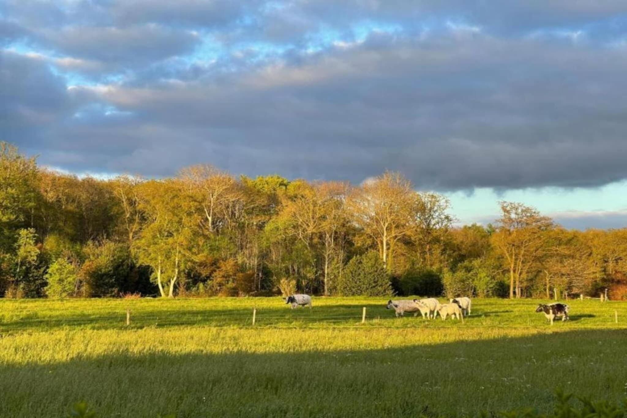 A grassy field with trees in the background and a cloudy sky.