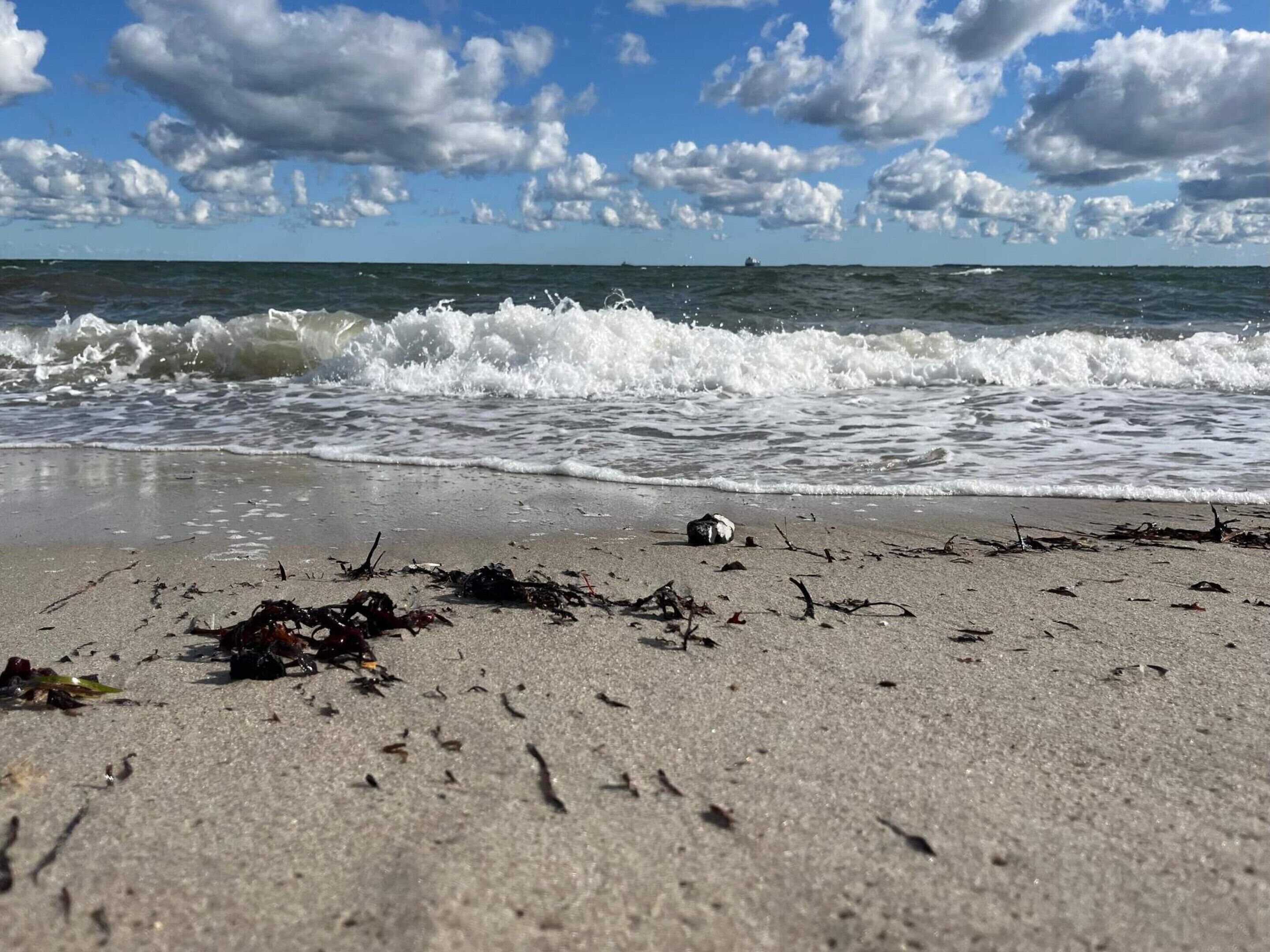 A beach with waves, seaweed, and a distant ship.