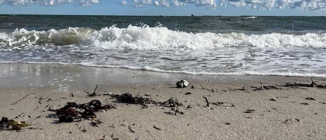 A beach with waves, seaweed, and a distant ship.