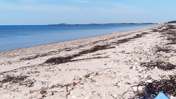 Uma praia com areia coberta de algas e água calma.