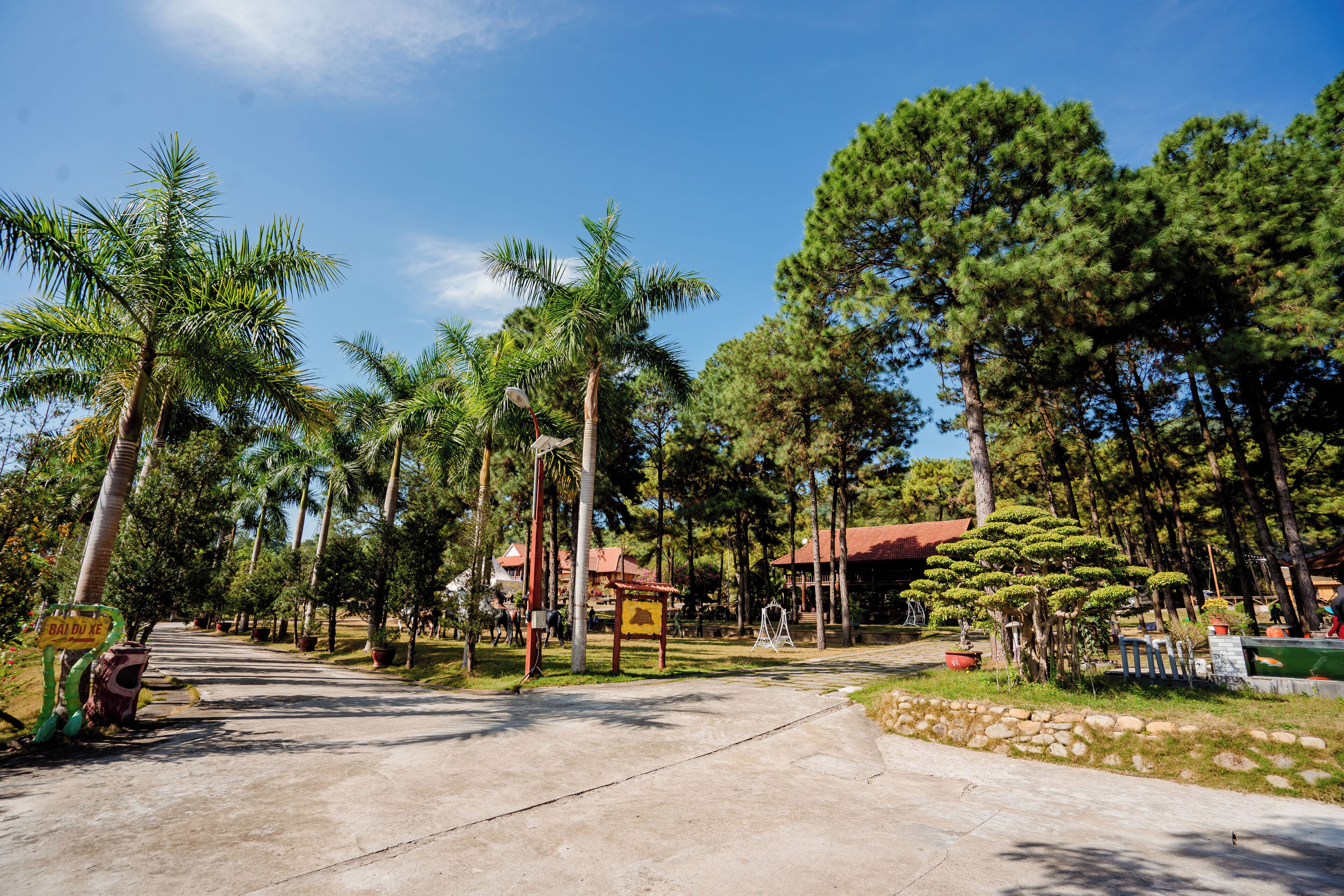 A pathway leading to a building surrounded by palm trees and pine trees.