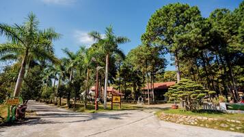 A pathway leading to a building surrounded by palm trees and pine trees.