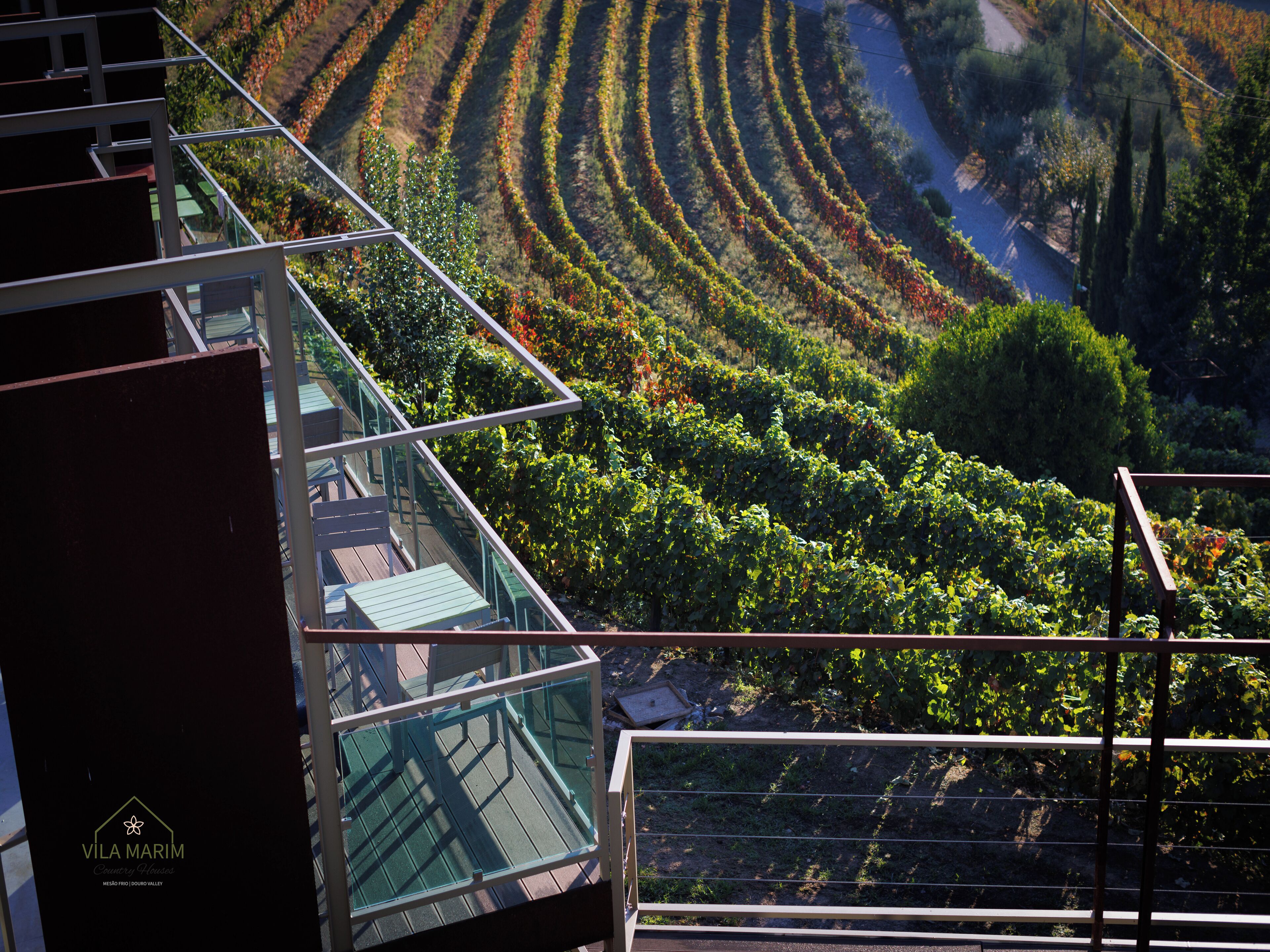 A vineyard with rows of grapevines.