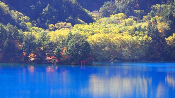 A serene lake with dense forest on the shore. - HOTEL ICHINOSE (Yamanouchi)