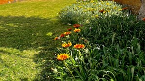 Un jardín ajardinado con diversas flores y una palmera.