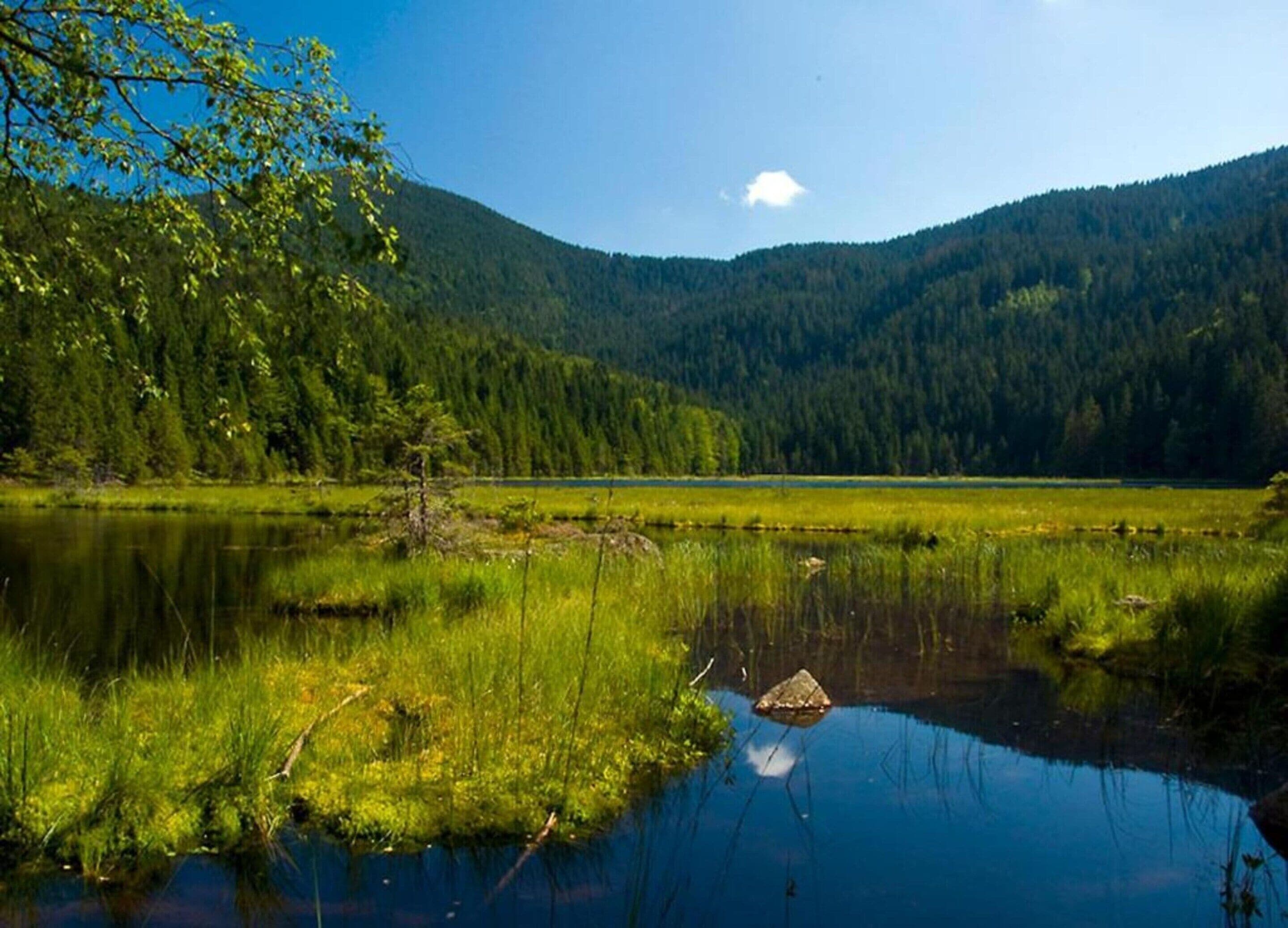 Ein ruhiger See, umgeben von dichtem Wald und Hügeln.